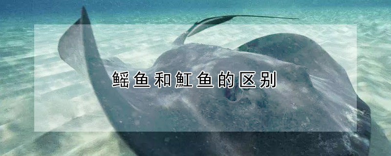 鰩魚和魟魚的區(qū)別