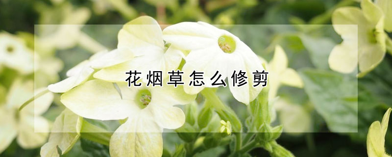 花煙草怎么修剪