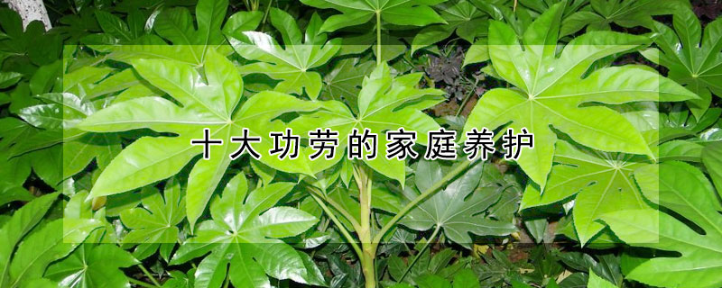 十大功勞的家庭養(yǎng)護