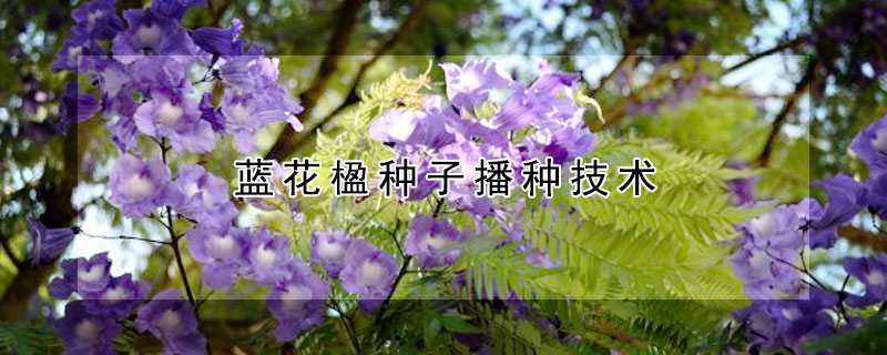 藍花楹種子播種技術