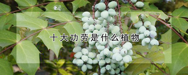 十大功勞是什么植物