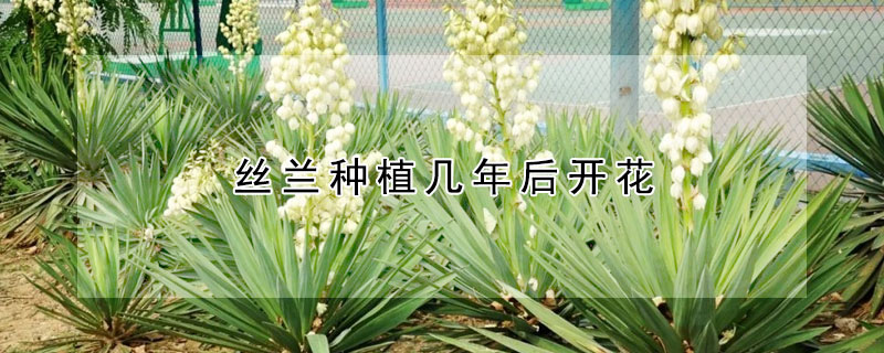 絲蘭種植幾年后開(kāi)花