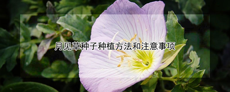 月見草種子種植方法和注意事項