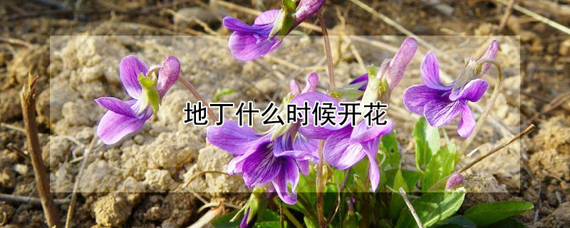 地丁什么時(shí)候開(kāi)花