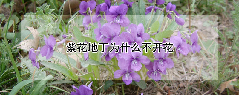 紫花地丁為什么不開(kāi)花