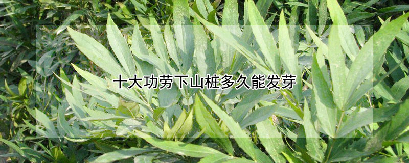 十大功勞下山樁多久能發(fā)芽