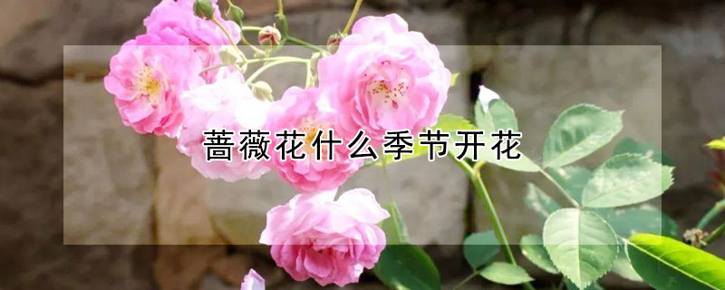 薔薇花什么季節開花