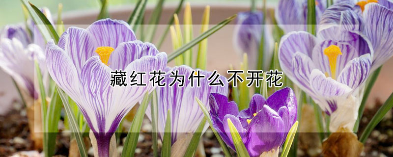 藏紅花為什么不開花