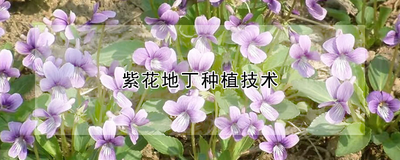 紫花地丁種植技術