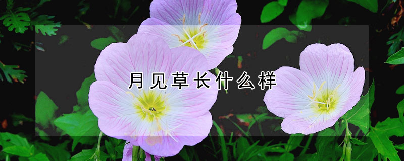 月見草長什么樣