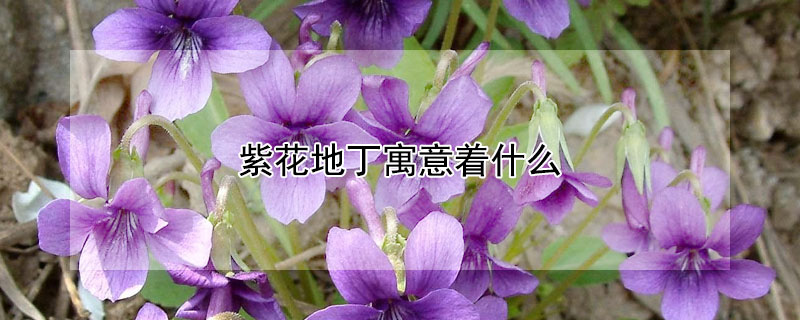 紫花地丁寓意著什么