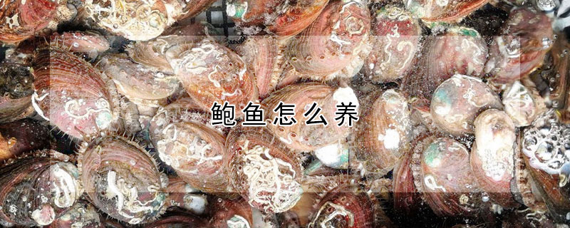 鮑魚怎么養