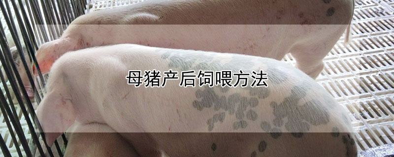 母豬產(chǎn)后飼喂方法