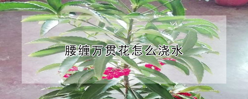 腰纏萬貫花怎么澆水