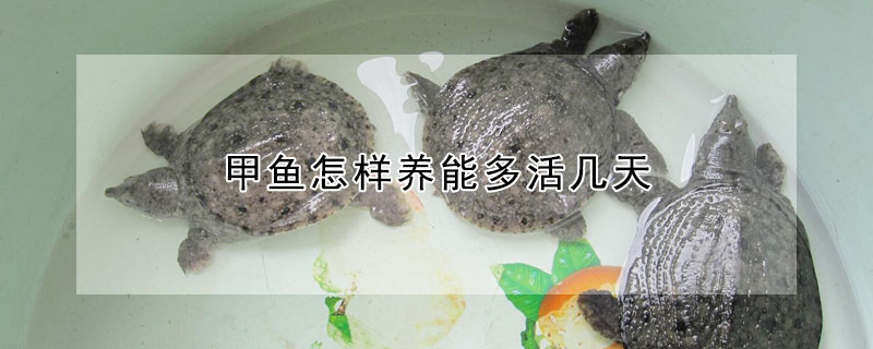 甲魚怎樣養能多活幾天