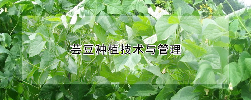 蕓豆種植技術與管理