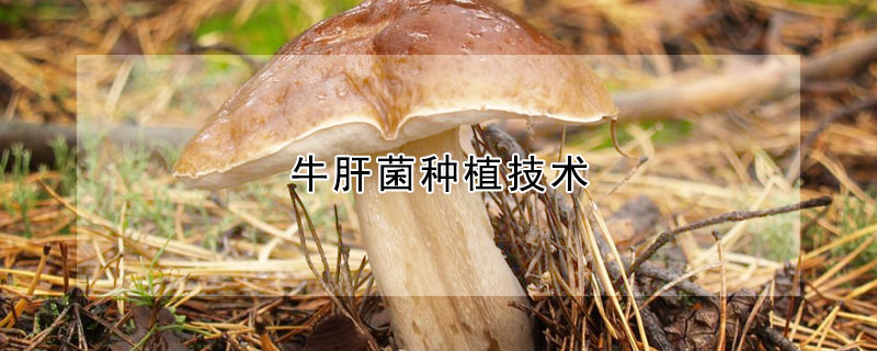 牛肝菌種植技術(shù)