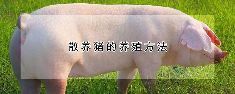 散養(yǎng)豬的養(yǎng)殖方法