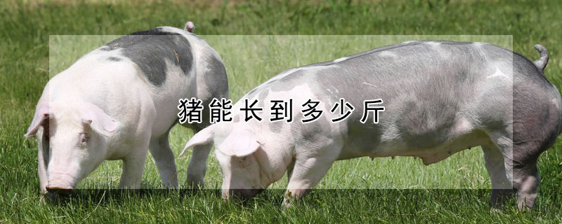 豬能長(zhǎng)到多少斤