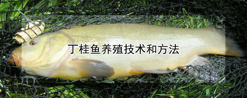 丁桂魚養殖技術和方法