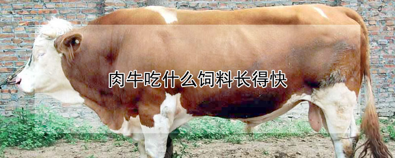 肉牛吃什么飼料長(zhǎng)得快