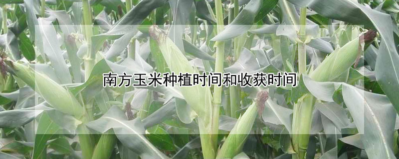 南方玉米種植時間和收獲時間