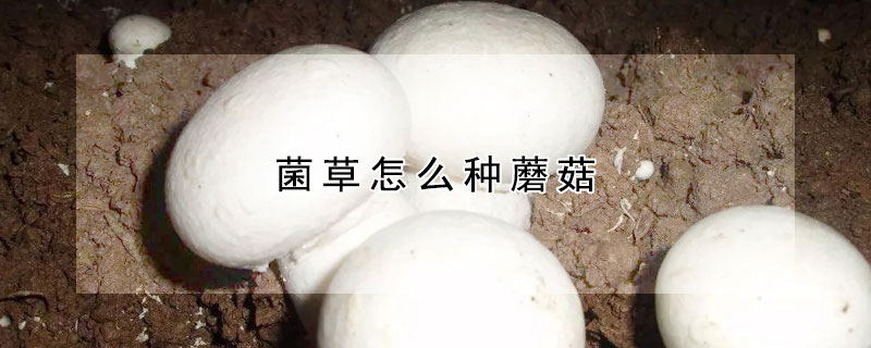 菌草怎么種蘑菇