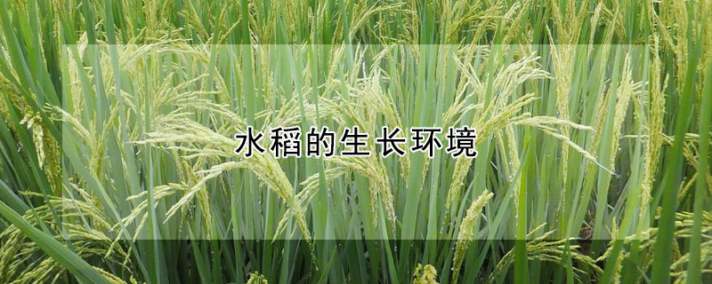 水稻的生長(zhǎng)環(huán)境