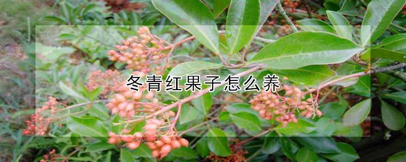 冬青紅果子怎么養(yǎng)