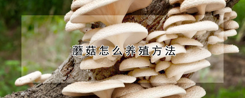 蘑菇怎么養(yǎng)殖方法