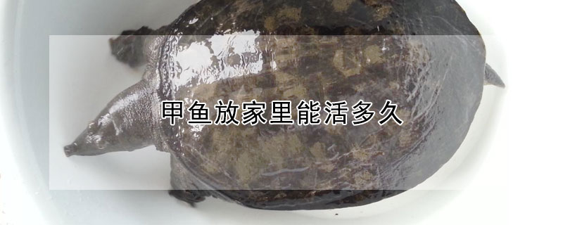 甲魚放家里能活多久