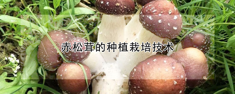 赤松茸的種植栽培技術