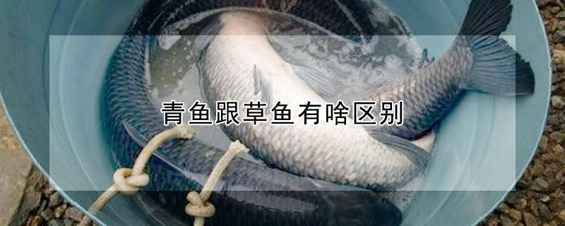 青魚跟草魚有啥區(qū)別