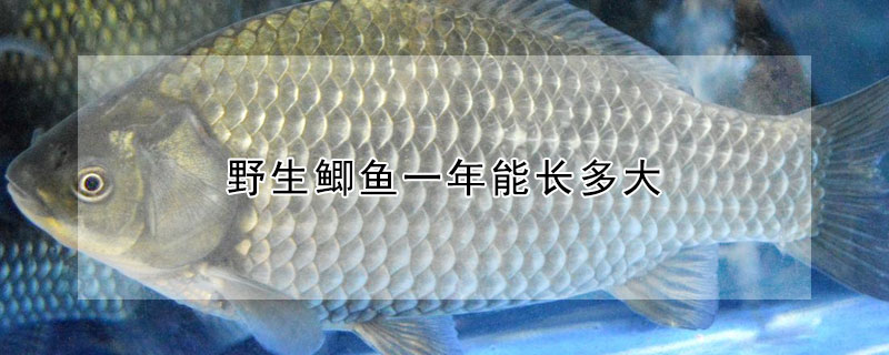 野生鯽魚(yú)一年能長(zhǎng)多大