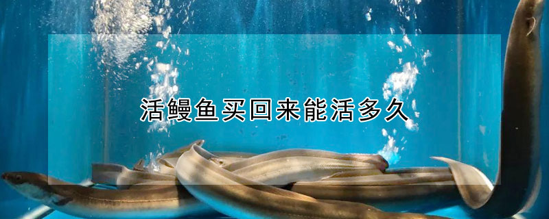 活鰻魚(yú)買(mǎi)回來(lái)能活多久