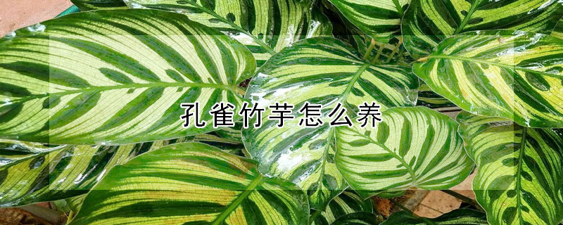 孔雀竹芋怎么養(yǎng)