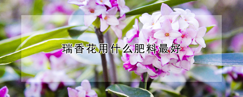 瑞香花用什么肥料最好