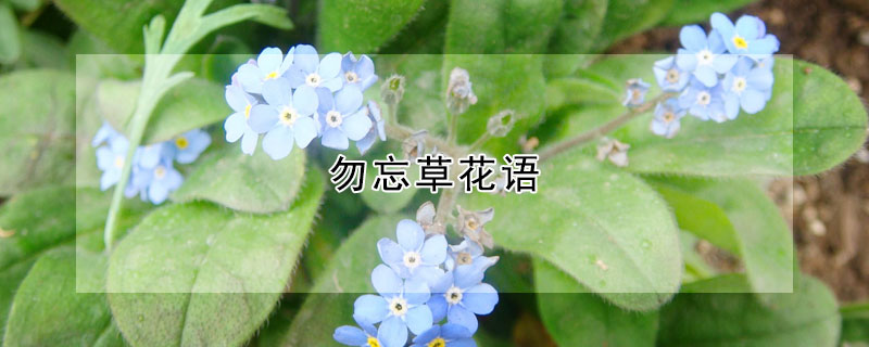 勿忘草花語