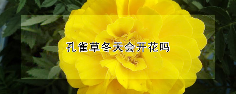 孔雀草冬天會開花嗎