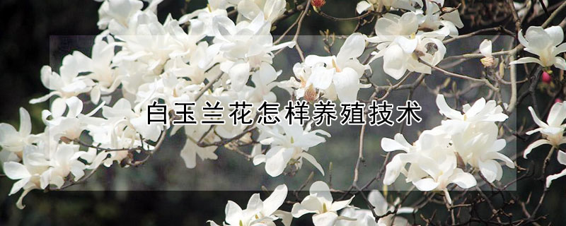 白玉蘭花怎樣養殖技術