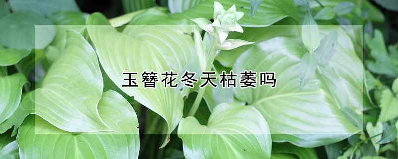 玉簪花冬天枯萎嗎