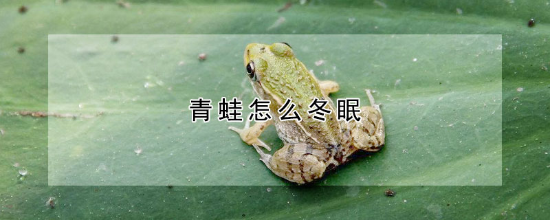 青蛙怎么冬眠