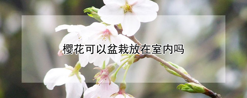 櫻花可以盆栽放在室內(nèi)嗎