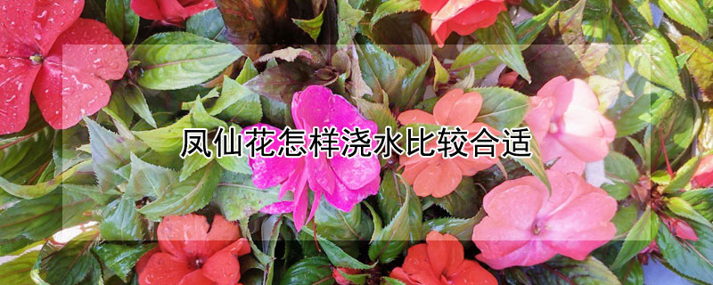 鳳仙花怎樣澆水比較合適