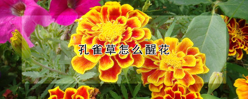 孔雀草怎么醒花