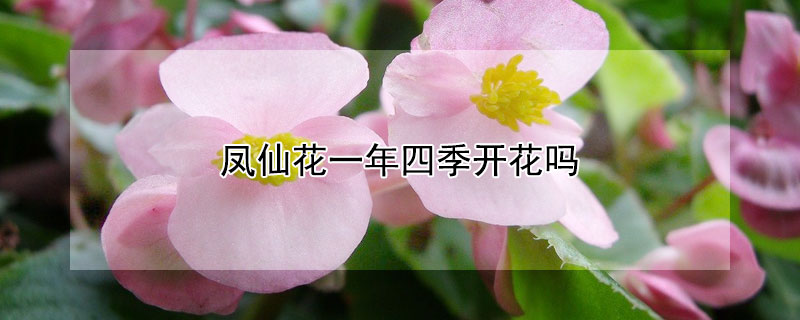 鳳仙花一年四季開花嗎