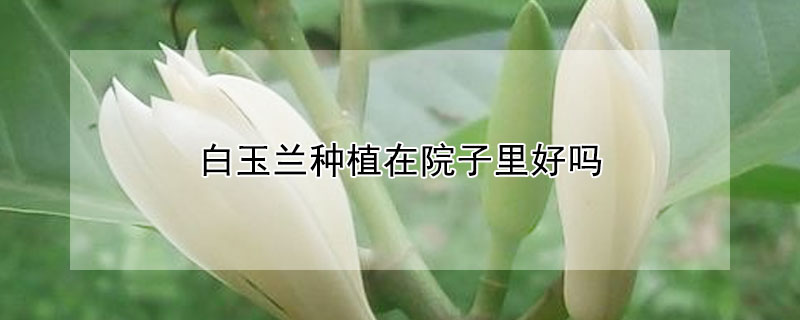 白玉蘭種植在院子里好嗎