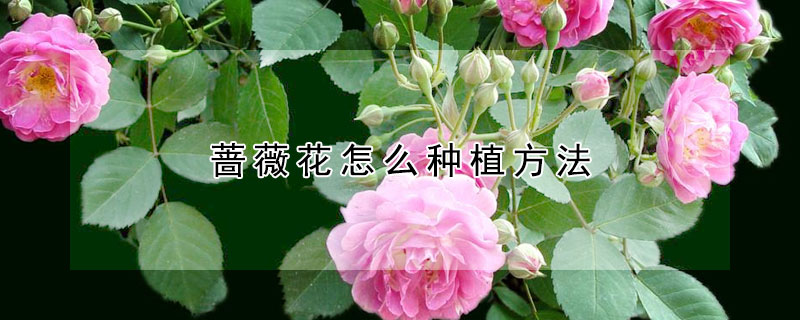 薔薇花怎么種植方法