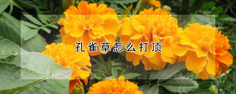 孔雀草怎么打頂