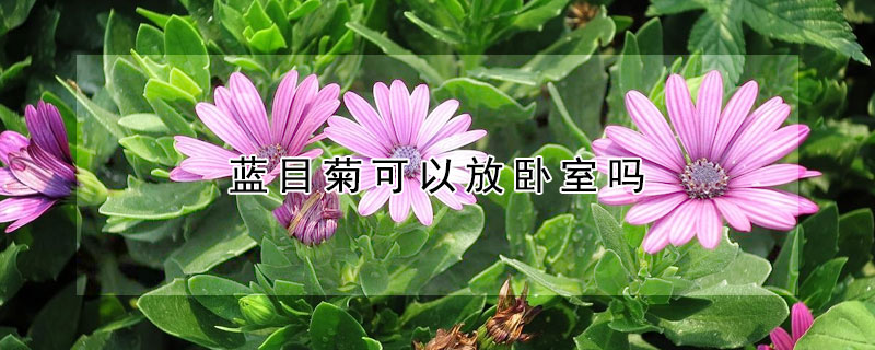 藍目菊可以放臥室嗎